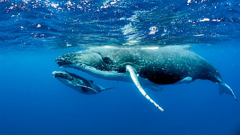 A adult and baby humpack baby whale swim close to the surface of the Pacific Ocean. The image is taken from underwater, side on to the whales. 
