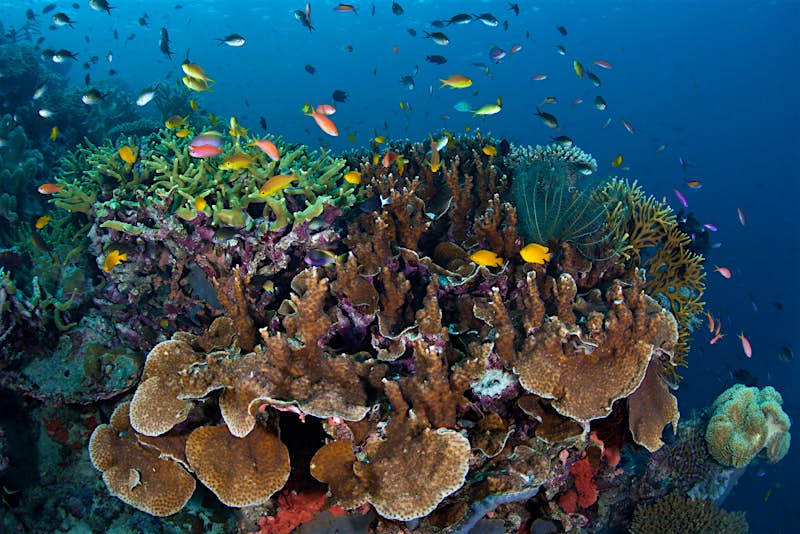 A diverse array of fish swim above reef-building corals grow on a reef slope in the Solomon Islands. This area is found within the Coral Triangle and is high biological diversity.