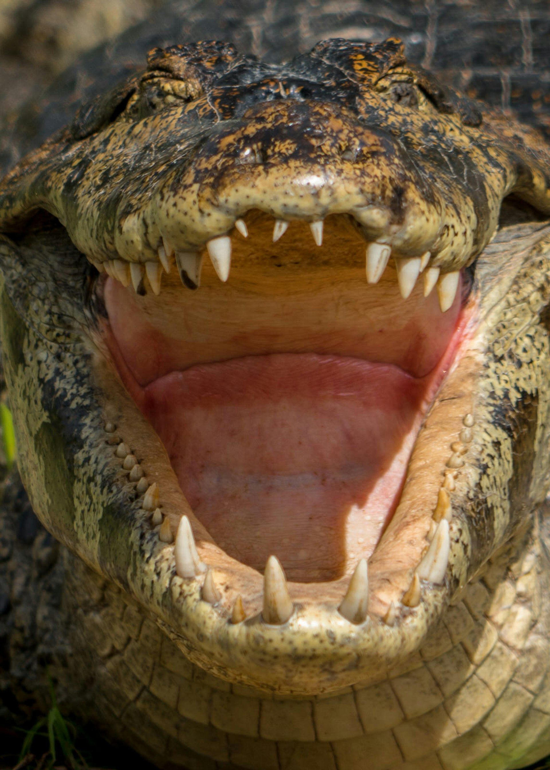 Yawning caiman, Pantanal, Brazil © Steven Fish / Shutterstock