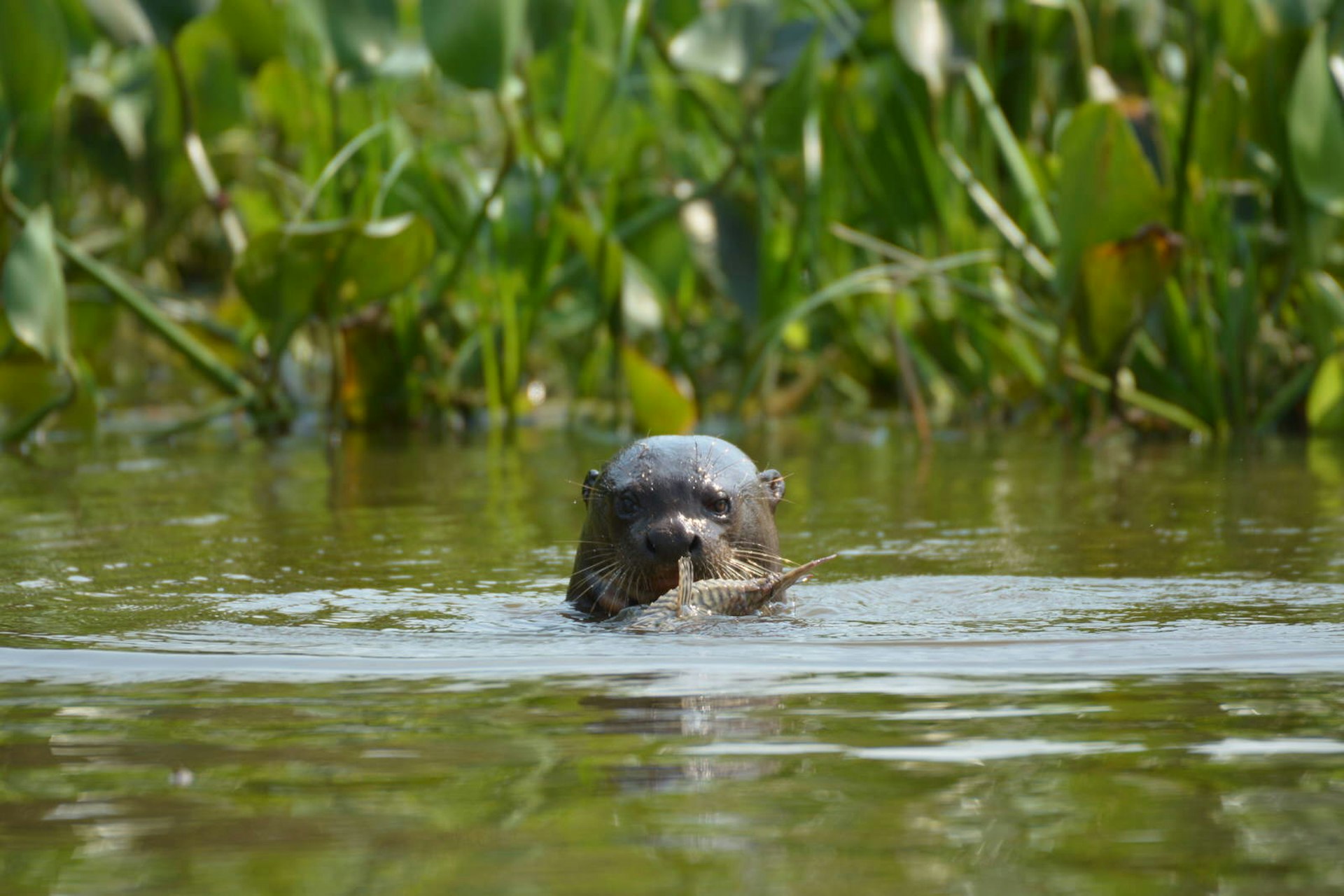 Giant river otter, Pantanal, Brazil © Nicola B / Shutterstock