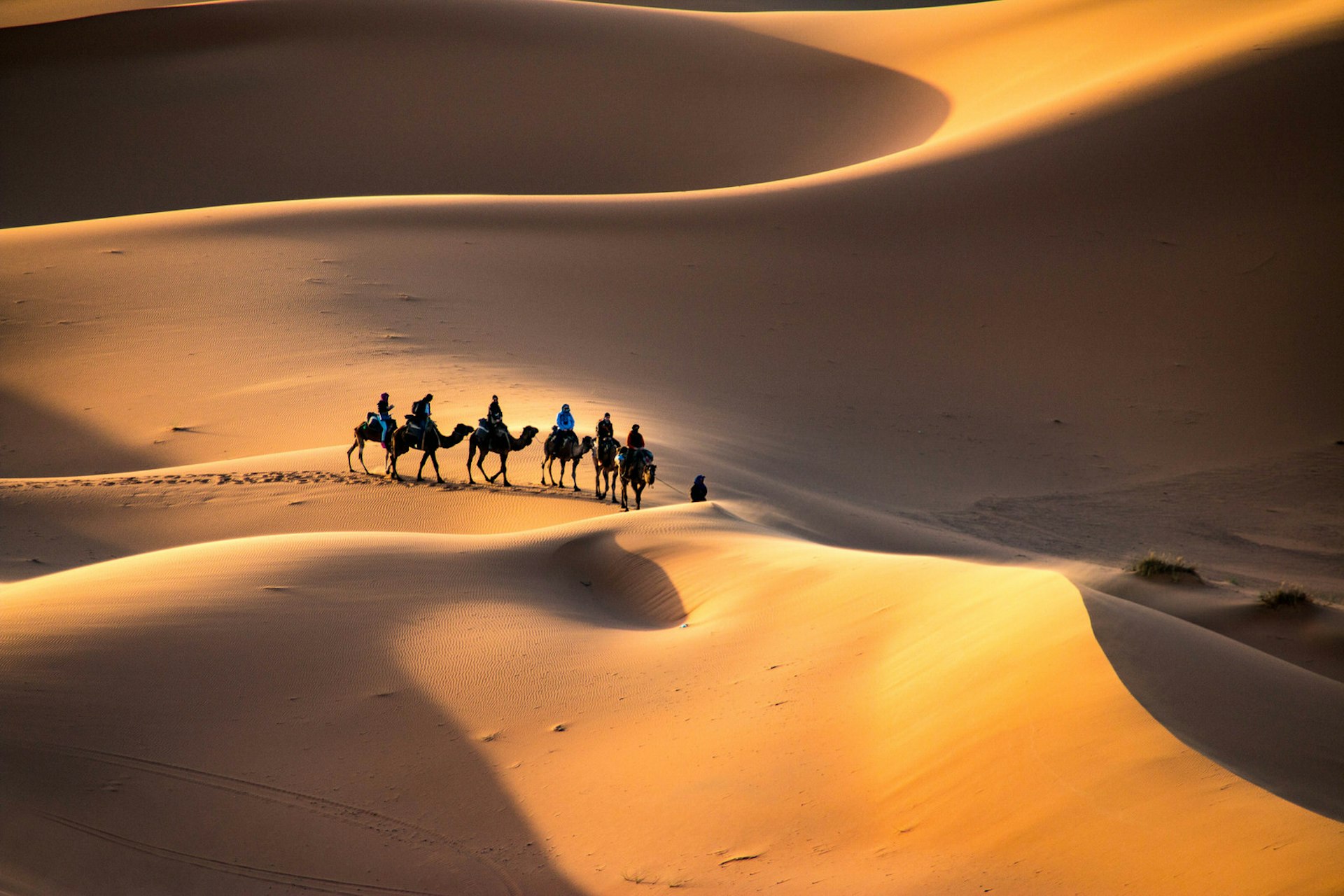 A caravan walking through the golden sand dunes of Erg Chebbi near Merzouga in Morocco, Sahara, Africa © evenfh / Shutterstock