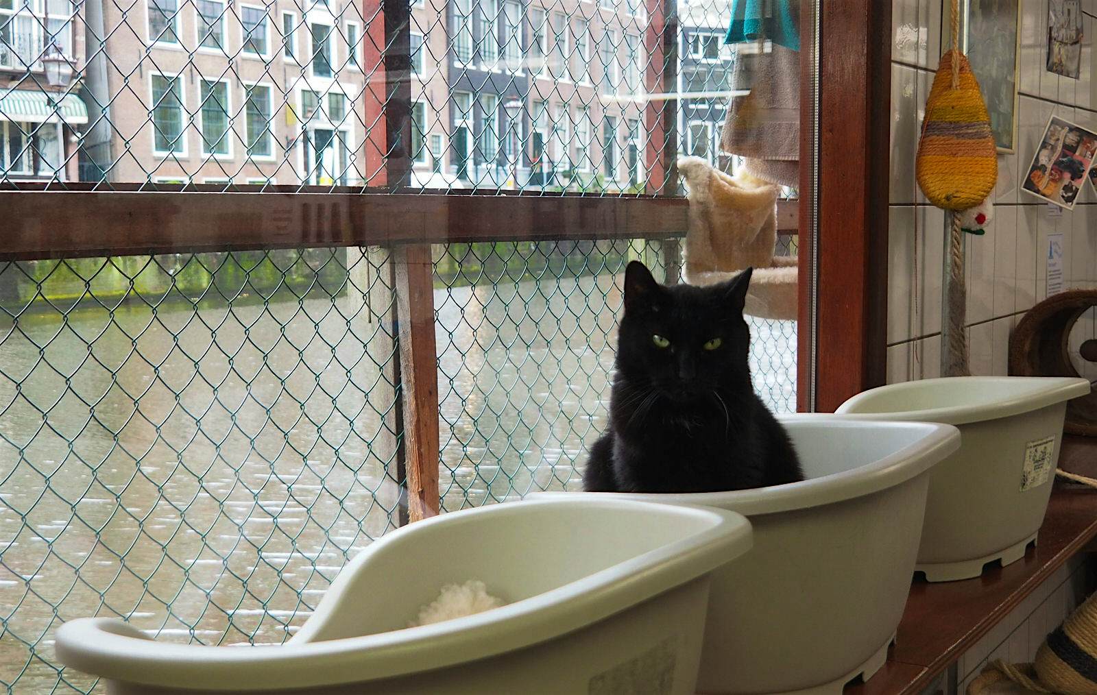Features - shutterstock_1349659259-bb496ee1cdf2 A black cat sits in a basket in the Poezenboot in front of a window, out of which a canal is visible