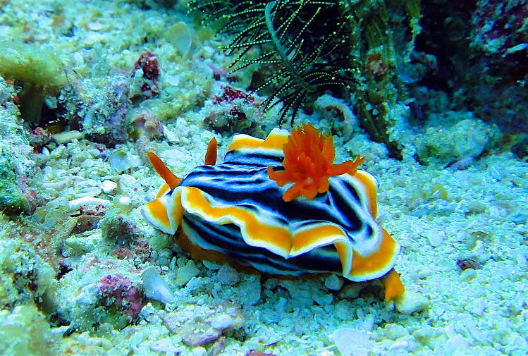 Features - Nudibranch, Visayas, Philippines. Image by Matt Kiefer CC BY-SA 2.0 Nudibranch, Visayas, Philippines. Image by Matt Kiefer CC BY-SA 2.0