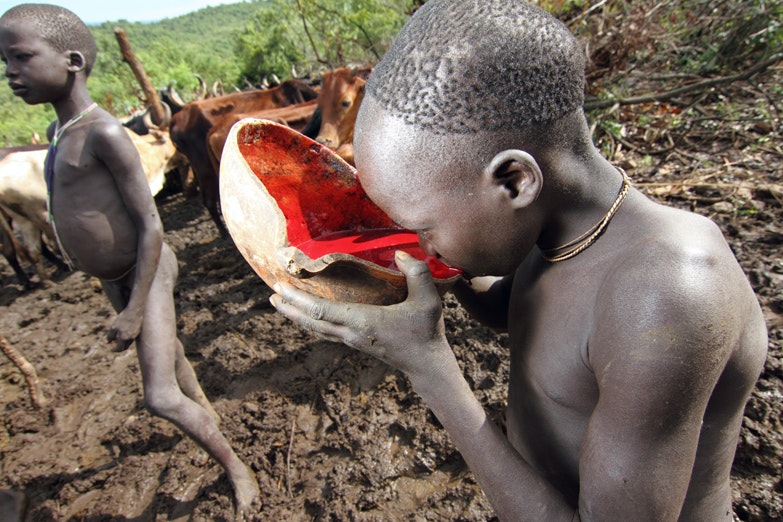 The Omo valley area of southern Ethiopia is home to numerous different tribal groups many of whom continue to live a fairly traditional lifestyle. Here a young Surmi boy drinks fresh cows blood. Image by Stuart Butler / Lonely Planet.