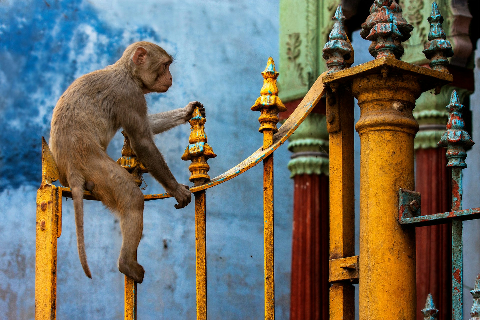 A monkey climbs the railings of a building in Varanasi’s Old City