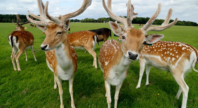 Dublin Local Lonely Planet My City Phoemix ParK