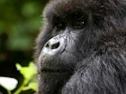 Features - gorilla