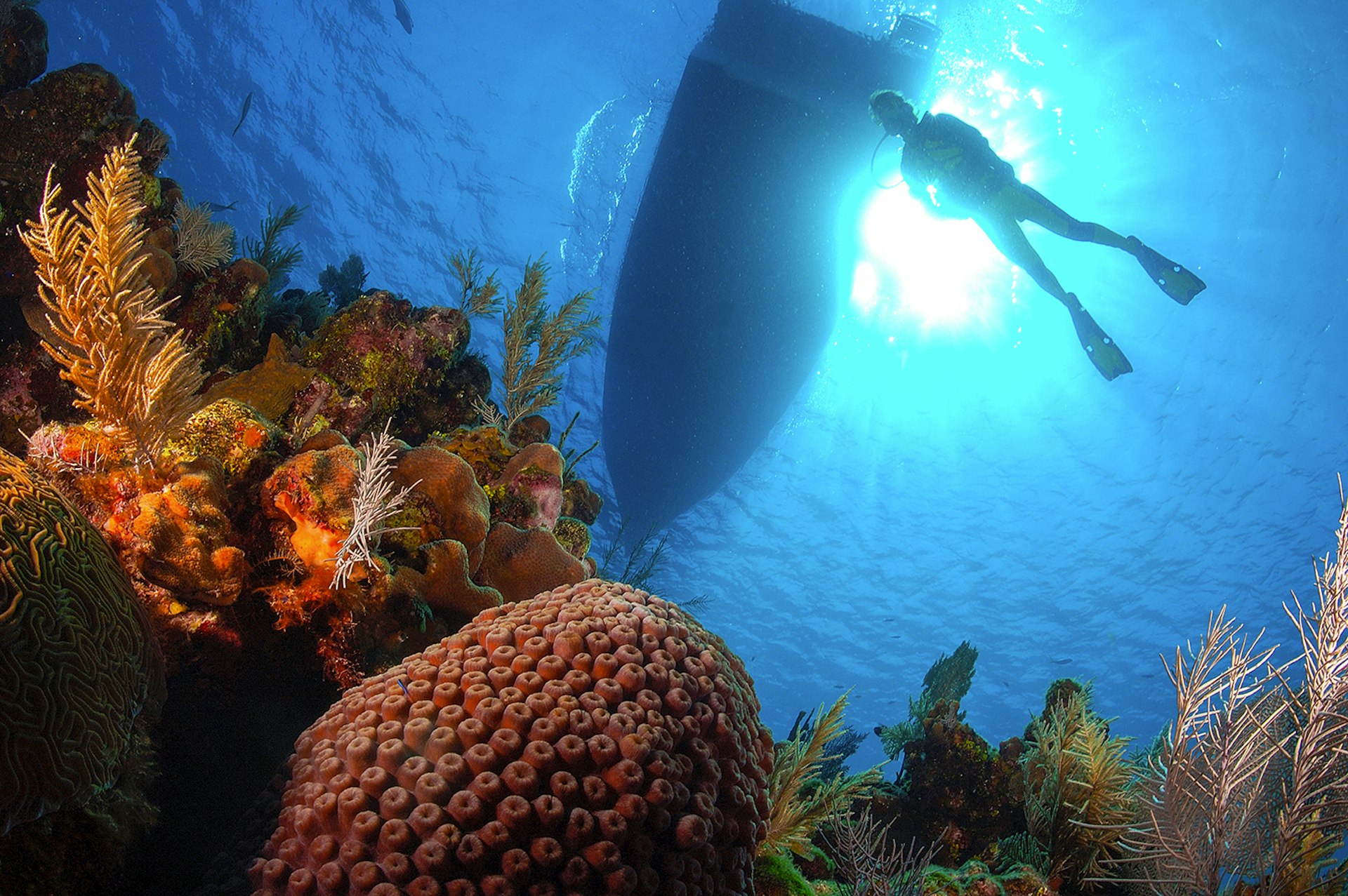 Features - Diver over Coral Reef, Utila, Caribbean Sea, Honduras