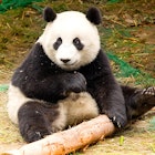 Features - panda