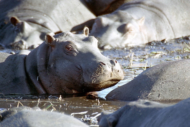 Hippos in Botswana by Mazzali / CC BY-SA 2.0