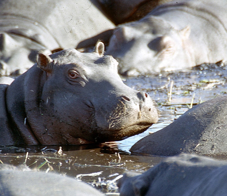 Hippos in Botswana by Mazzali / CC BY-SA 2.0