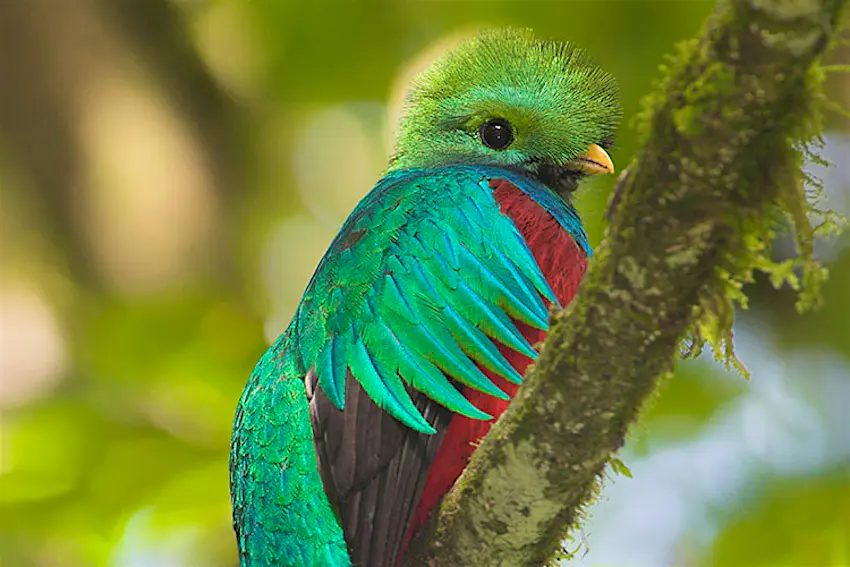 Features - quetzal Features - quetzal