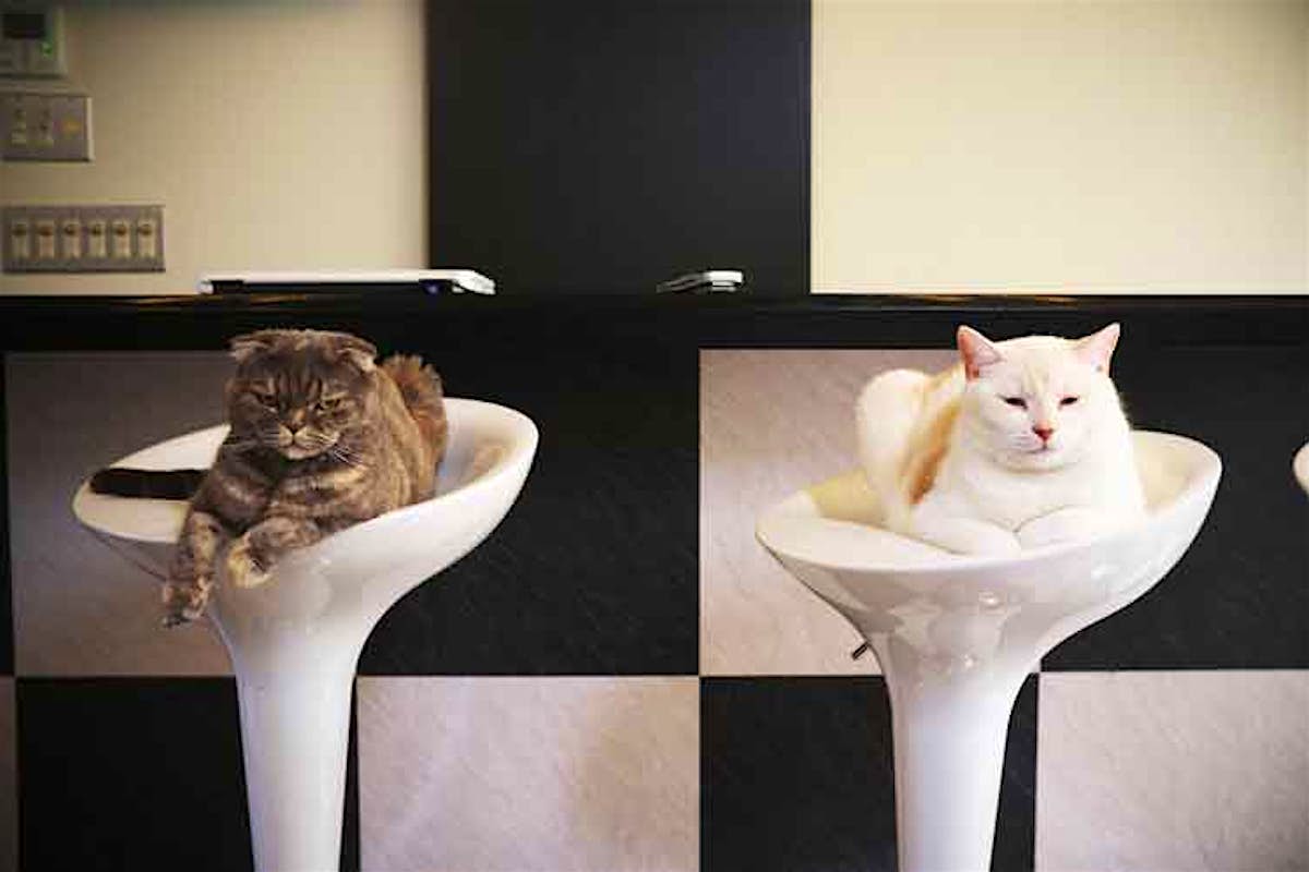 The Cat S Meow Top 10 Destinations For Feline Fanatics Lonely Planet The Cat S Meow Top 10 Destinations For Feline Fanatics Lonely Planet