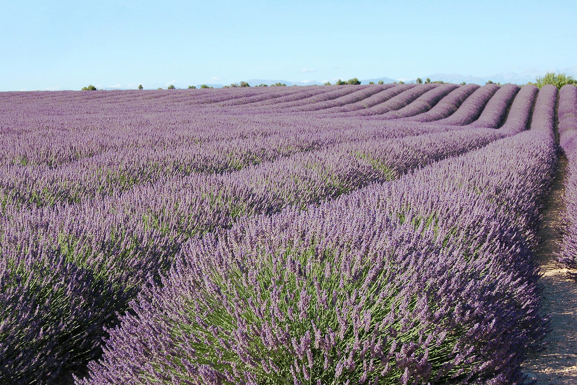 Fragrant fields of lavender © Photo Charlotte Ségurel / Getty Images