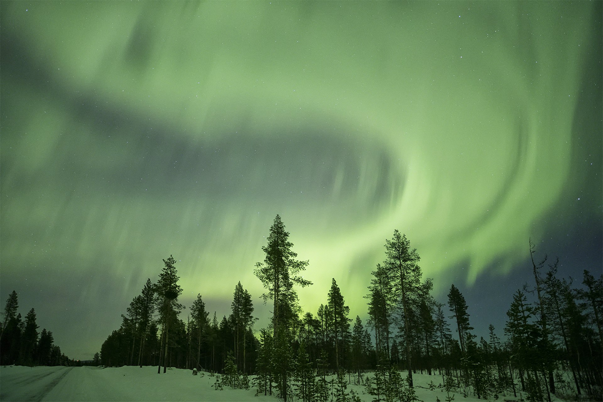 The Northern Lights flickering over a pine forest near Kiruna, Sweden © Fotosearch / Getty Images
