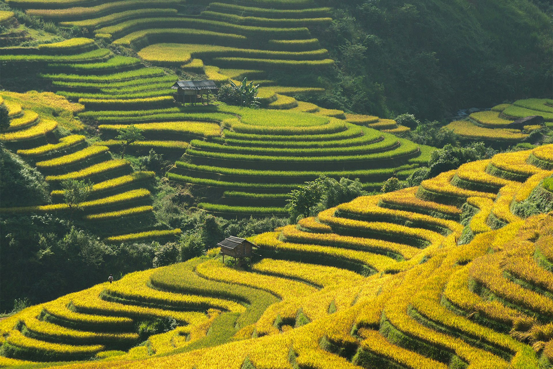 Rice terraces in Yuanyang, China © Nutexzles / Getty Images