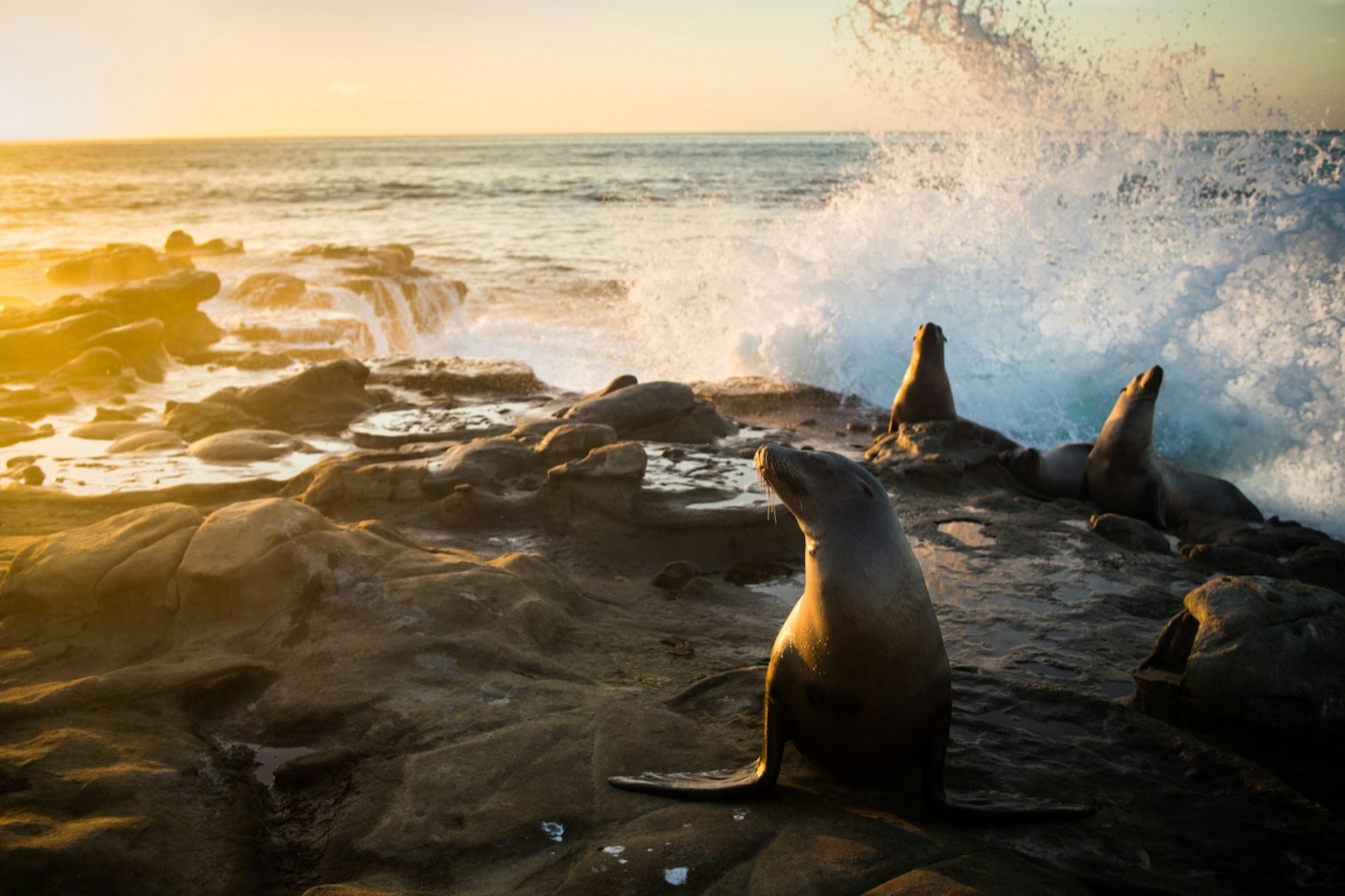 Four sea lions rest on a rock while a wave crashes behind them on the California Coast