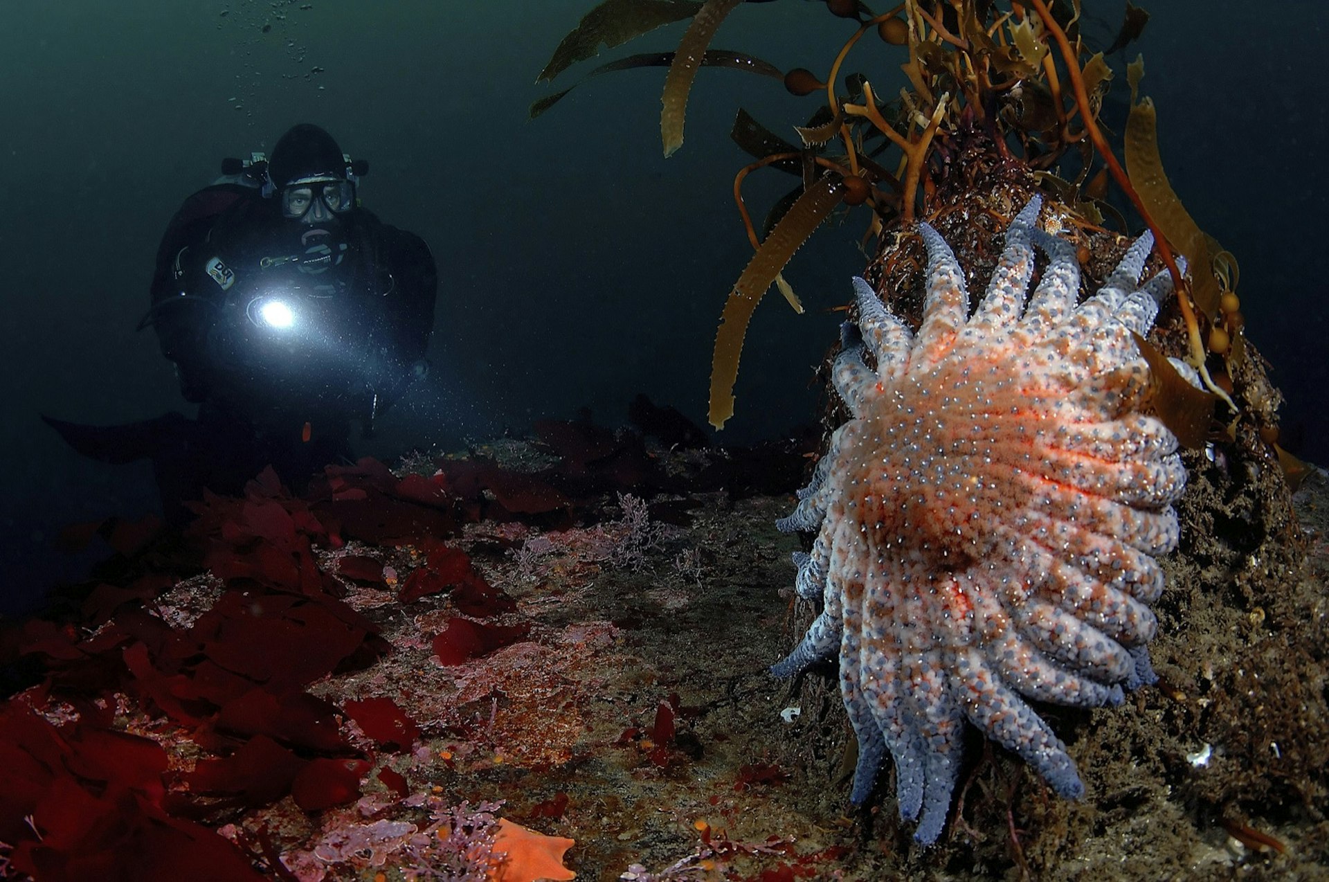 a person in dive gear swims toward colorful marine wildlife shining a flashlight 