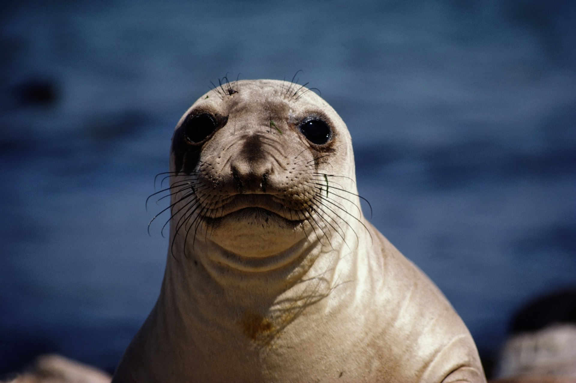 a baby elephant seal stares right at the camera with the blue ocean in the background on the California coast