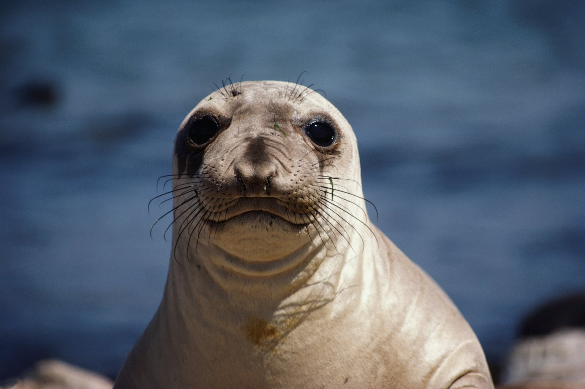 a baby elephant seal stares right at the camera with the blue ocean in the background on the California coast