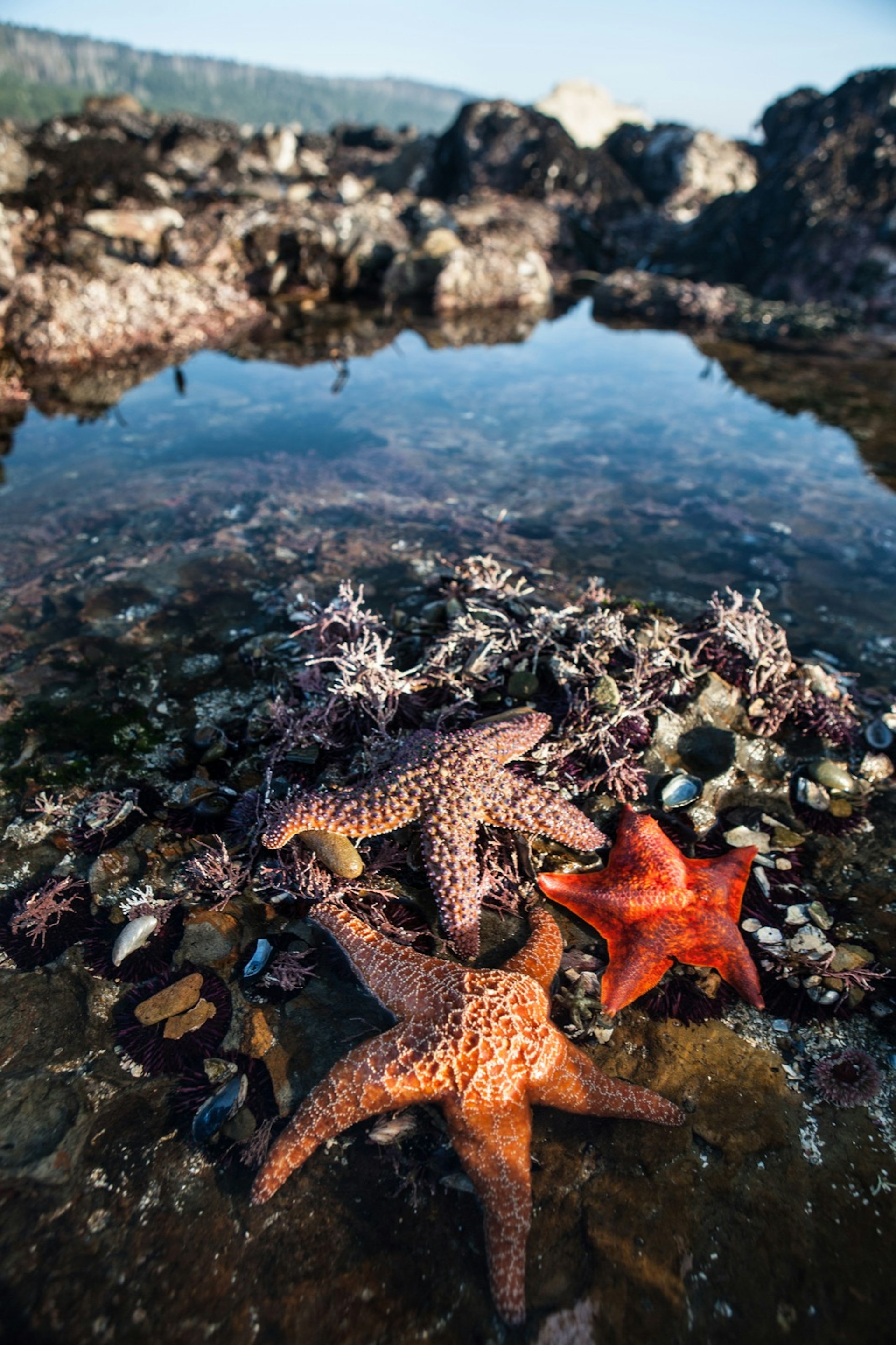 Colorful Ochre starfish and a Bat starfish feed on mussels and barnacles in a tide pool along the coast of northern California. Tide pools on the west coast support a wide variety of marine life.