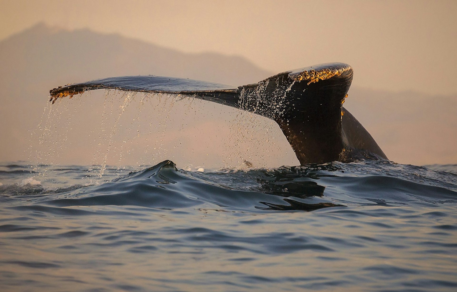 A whale raises its fluke while the sunsets 