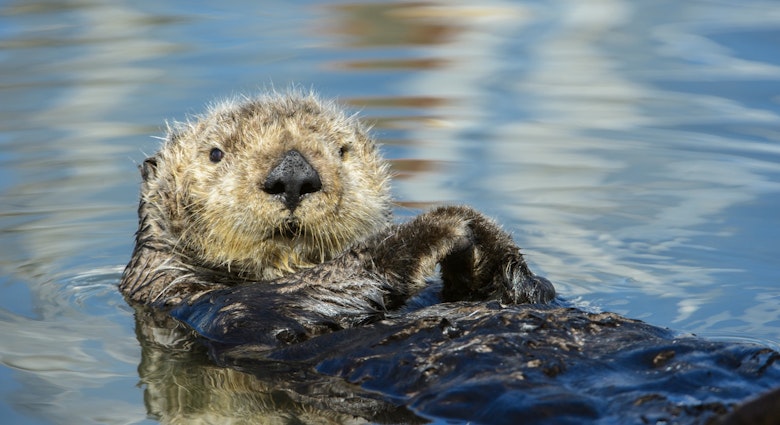 Close-up side view of wild sea otter (Enhydra lutris) resting, while floating on his back. The otter's front legs and paws are perched over the animal's chest and the animal is looking to it's right side, toward the camera. There are small ripples in the water reflecting the clouds that are in the sky above.