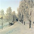 Winter trees laden with snow in Ume. Image by Victoria Sjöström Photography / Flickr / Getty Images.