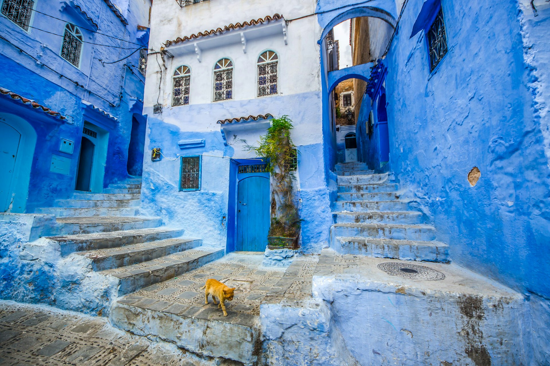 Cat wandering through the streets of the famous blue city of Chefchaouen, Morocco. Image by komyvgory / Getty Images