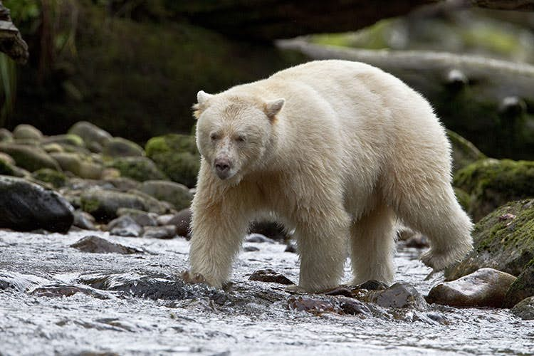 Best Hikes In Alaska - Lonely Planet