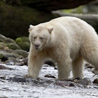 Features - Kermode bear walking through salmon stream, by Wendy Shattil and Bob Rozinski / Getty Images