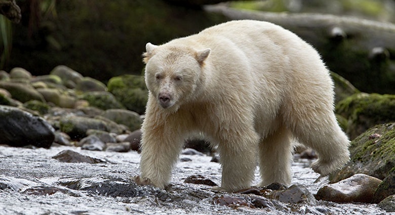 Features - Kermode bear walking through salmon stream, by Wendy Shattil and Bob Rozinski / Getty Images