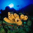 Features - Yellow tube and red sponges (Ophlitaspongia pennata) in Little Cayman, Bloody Bay Wall, West End Point, Cayman Islands