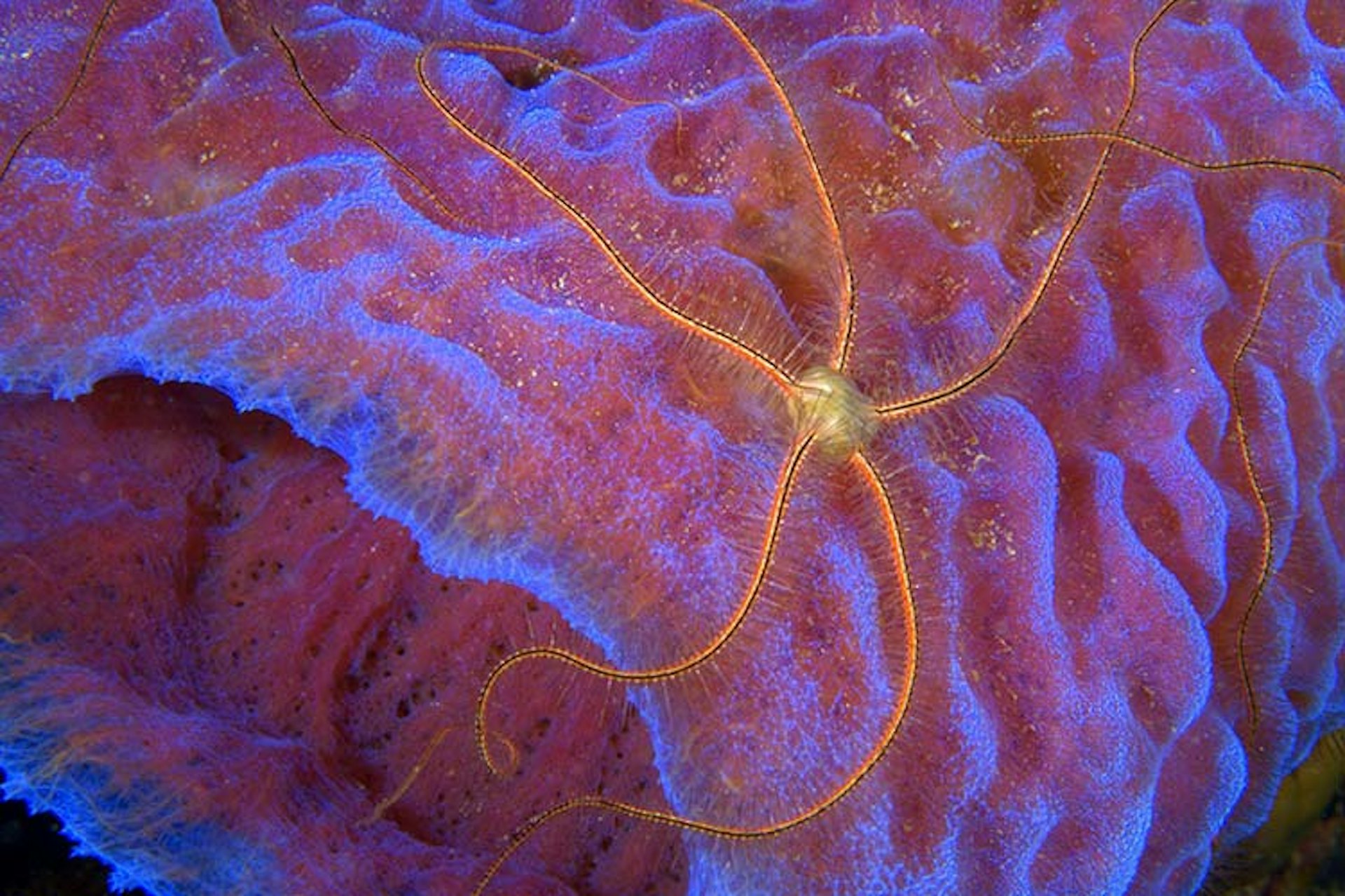 A delicate brittle star, an echinoderm related to a starfish, resting on a purple base sponge. Image courtesy of the Cayman Islands Department of Tourism / Lonely Planet.