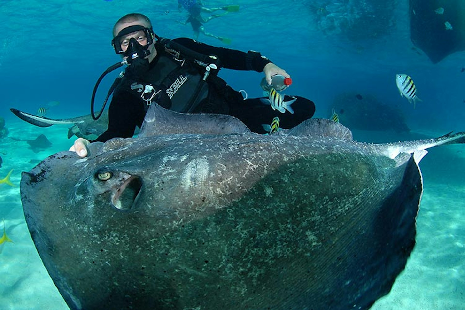 A diver getting touchy-feely with a southern stringray at Stringray City. Image by Lawson Wood / Lonely Planet.