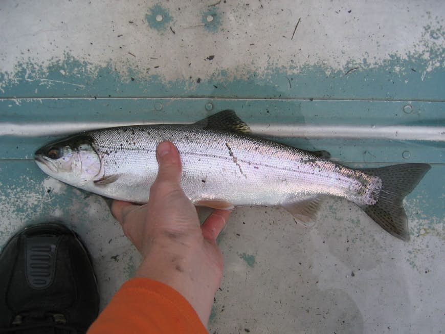 Catch your own in Kenai. Image by J / CC BY-SA 2.0