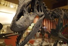 Features - skeleton-of-tyranosaurus-rex-at-the-national-museum-of-natural-history-washington-dc