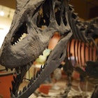 Features - skeleton-of-tyranosaurus-rex-at-the-national-museum-of-natural-history-washington-dc