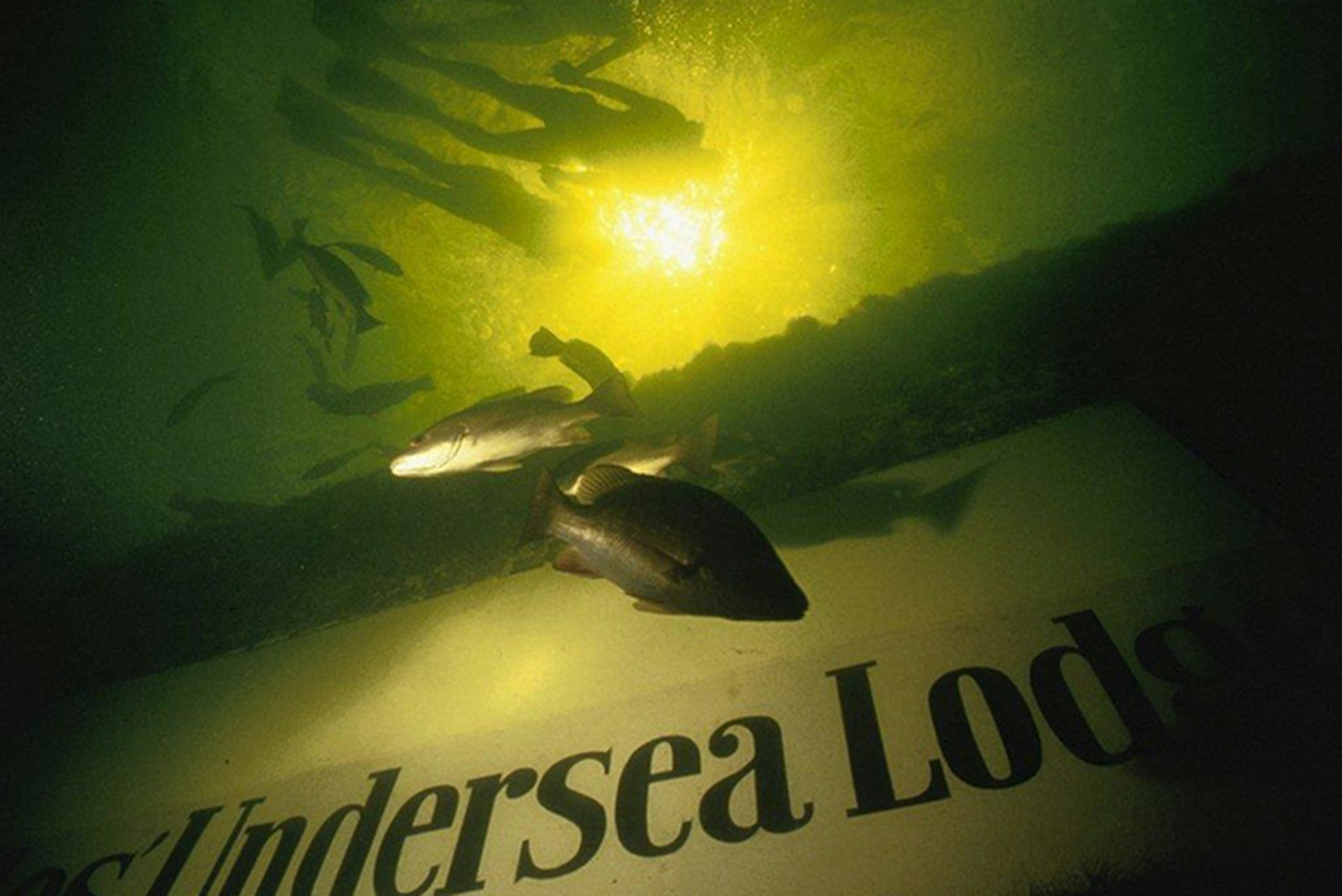 fish swimming in front of a sign for the Undersea Lodge in Key Largo