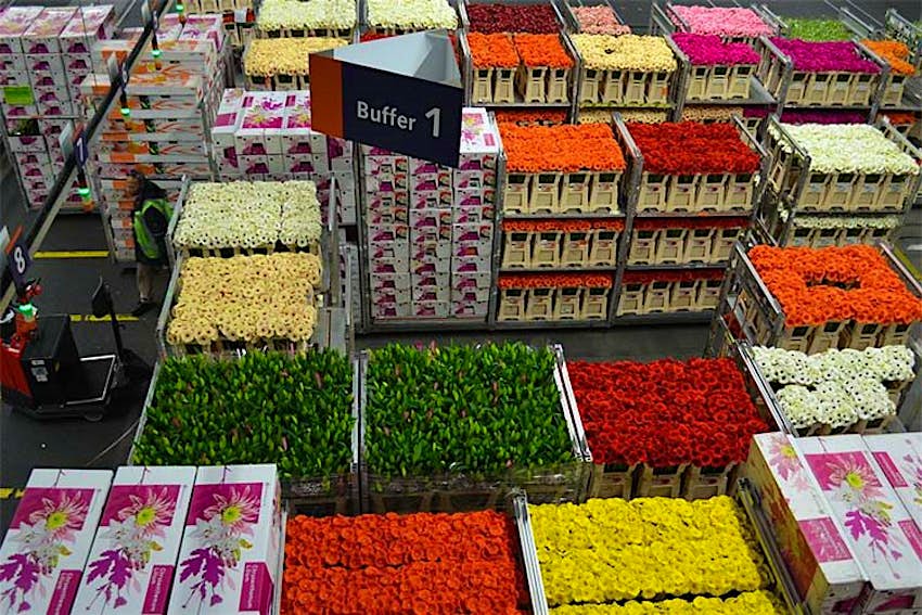 Blooms on an industrial scale at the Flora Holland Flower Auction. Image by Kate Morgan / Lonely Planet.