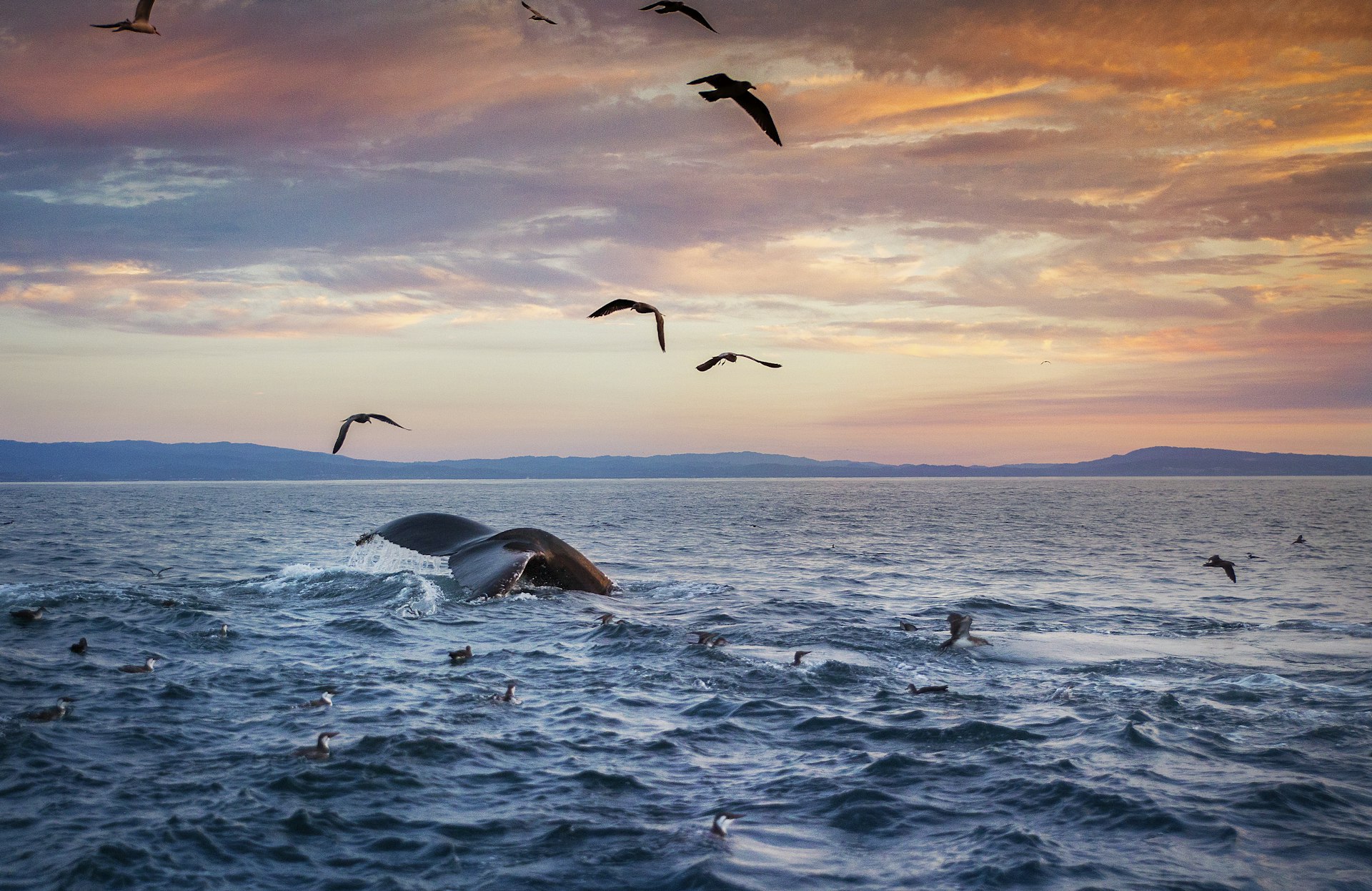A humpback whale's tail is visible as it dives deep into the waters of Monterey at sunset. Birds are flying above the water as well as floating on the surface. 