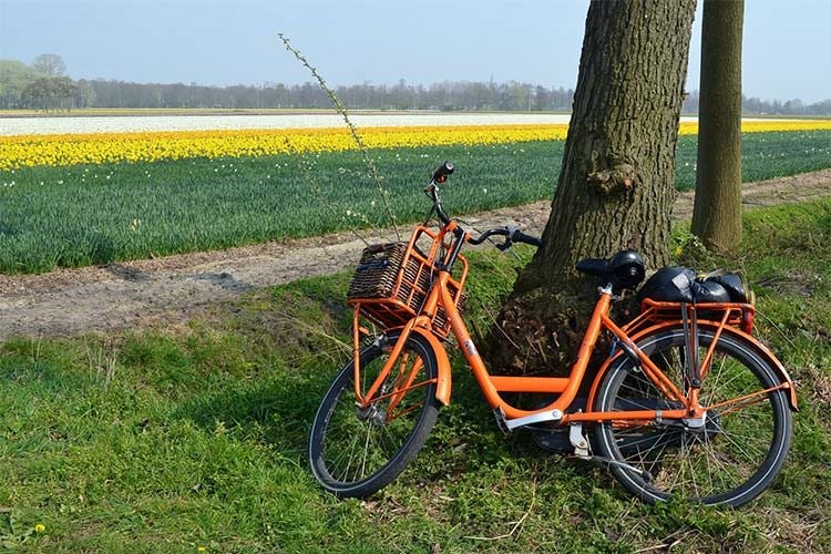 Cruise around flower fields on the Netherlands' favourite mode of transport, a bicycle. Image by Kate Morgan / Lonely Planet.