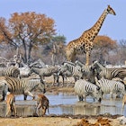 Features - namibia_cs