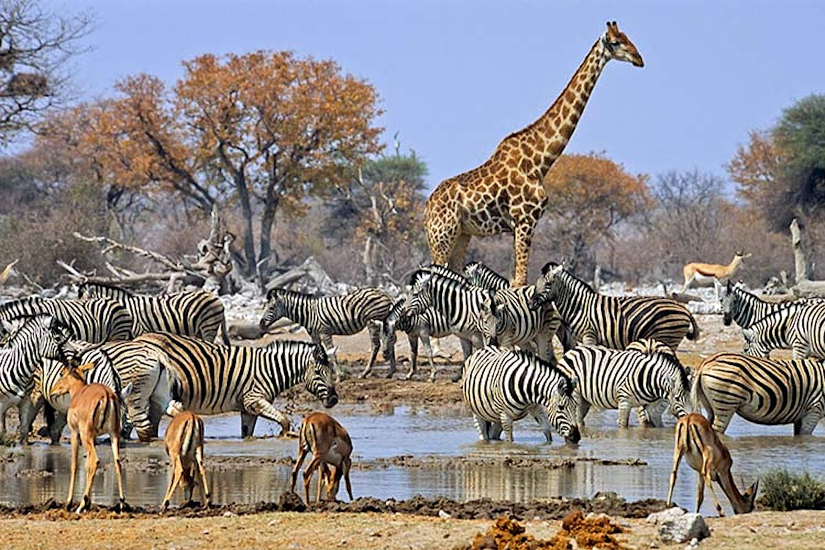 African Safari Alternatives That Don t Cost A Fortune Lonely Planet