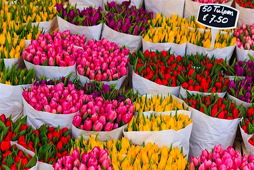 Bouquets of tulips, ready to be plucked from Amsterdam's Bloemenmarkt. Image by Kimberley Coole / Lonely Planet Images / Getty Images.