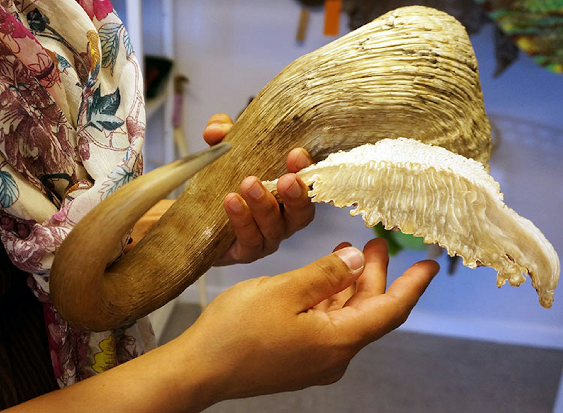 Close-up of a woman's hands delicately holding the large curved horns of a muskox, in a craft shop in Kangerlussuaq, Greenland.