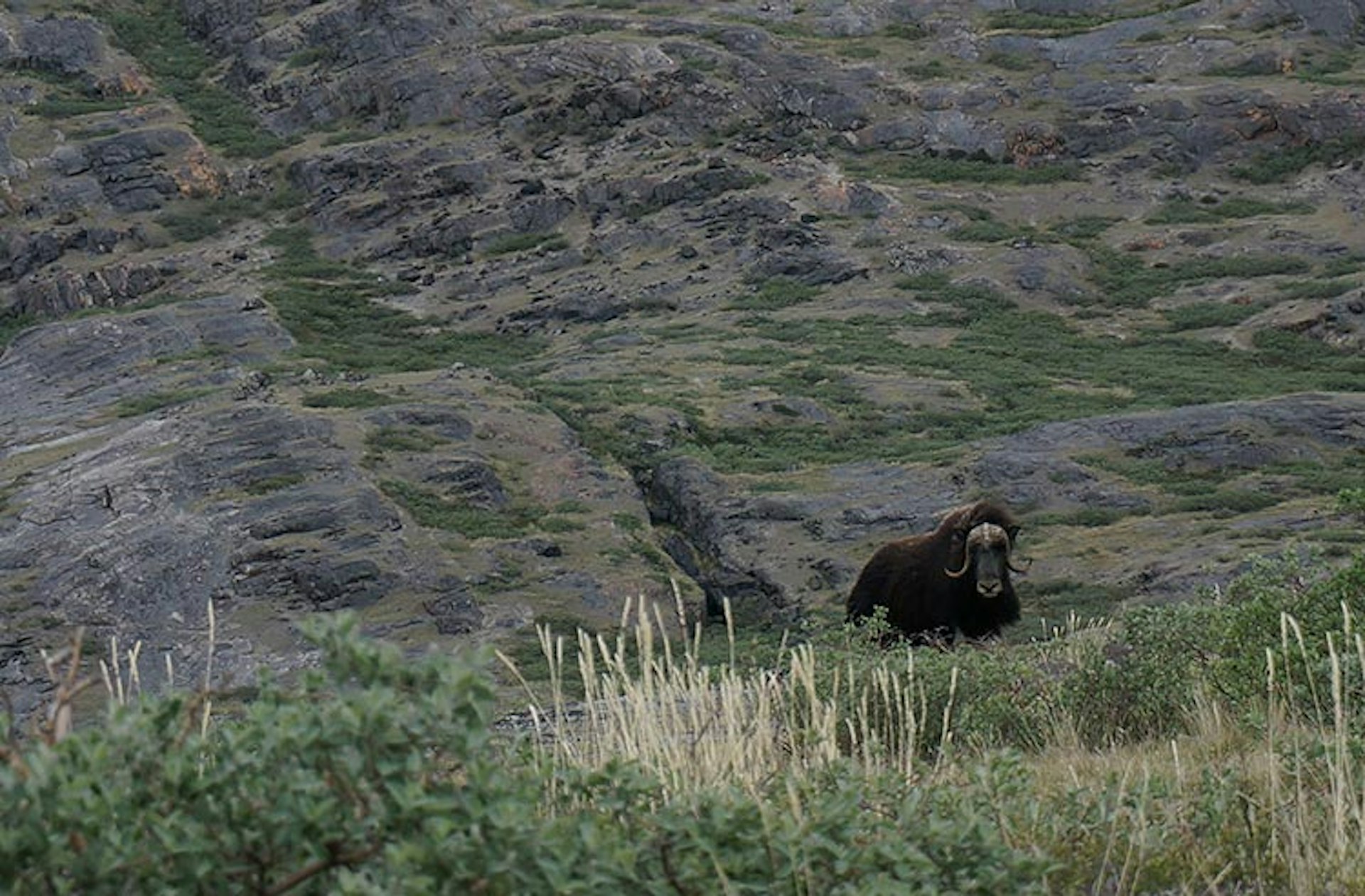 A single muskox, with a dark shaggy body and large curved horns, stands on a grassy verge against a rock face near Kangerlussuaq, Greenland