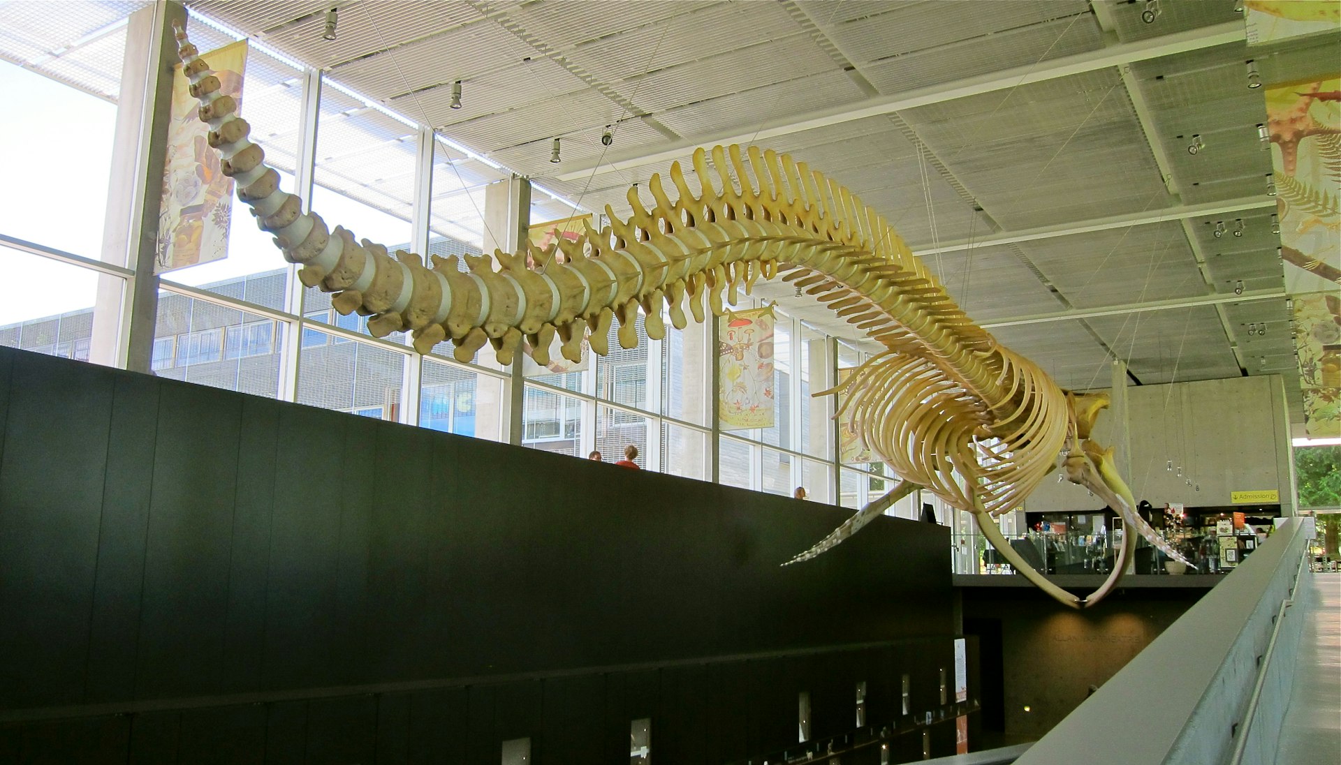 The blue whale skeleton dominates the entrance to the Beaty Biodiversity Museum © John Lee / Lonely Planet