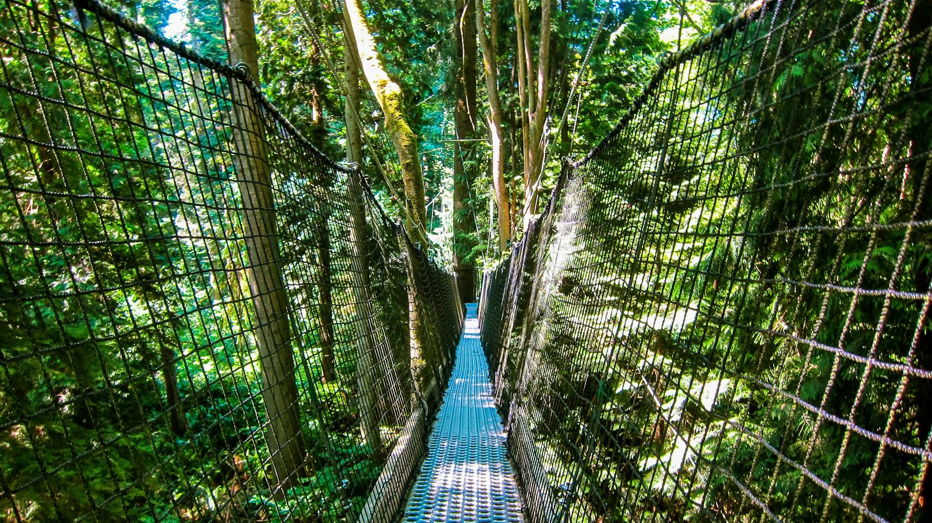 The Greenheart Canopy Walkway is a highlight of the UBC Botanical Garden © John Lee / Lonely Planet
