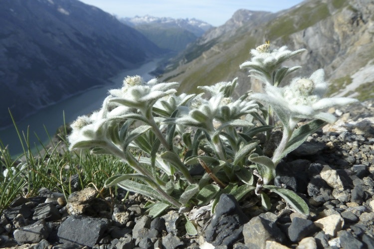 Fuzzy white edelweiss. Image courtesy of the Swiss National Park.
